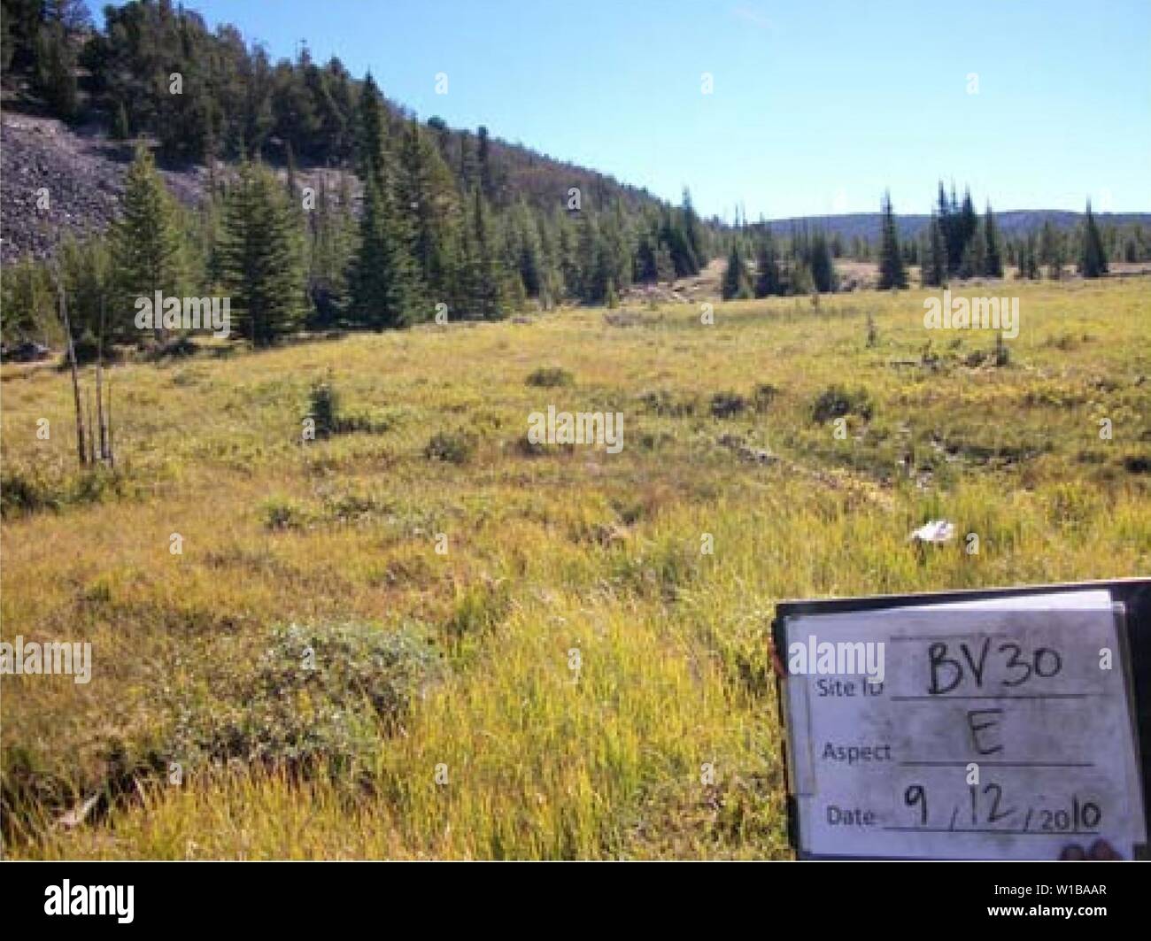 Archiv Bild von Seite 35 der Südwesten Montana Feuchtgebiet Bewertung. Südwestmontana Feuchtgebiet Bewertung: Entwicklung einer landesweiten Erfassung und Überwachung der Strategie für Montana. Df136 ed1-b 443-444 a-b82b-1c9a 0aa 16524 Jahr: 2012 Die sieben fen Feuchtgebiete (Abbildung 19 und 20) wurden weitgehend Segge dominiert, mit C. und C. aquatilis utriculata wird am häufigsten verwendet. Calamagrostis canadensis war eine häufig auftretende graminoid. Sumpfdotterblume (Caltha leptosepala), westliche Labrador Tee (Ledum glandulosum), westliche false Asphodel (Triantha occidentalis), und alpine Laurel (Kalmia kann man) wurden commonl Stockfoto