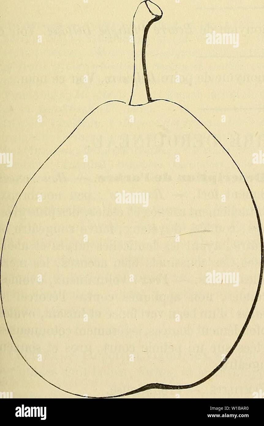 Archiv Bild ab Seite 354 von Wörterbuch de pomologie Contenant. Wörterbuch de pomologie: Contenant l'histoire, la Description, la Abbildung des Früchte Früchte anciens et des modernes les plus gÃnÃralement connus et cultivÃs. dictionnairedepo 001 lero Jahr: 1867 BEURRÃ BEU [DEL] 347 faible cavitÃ À-bords inÃgaux. Â OEil: Grand, trÃ¨s-ouvert, Presque saillant. Â Peau: jaune verdÃ¢tre, finement ponctuÃe de Roux, tachÃe de fauve Autour du pÃdoncule et sur la Partie exposÃe au Soleil. - Vorsitz: blanchÃ¢tre, fein, juteuse, fondante, Quelque peu pierreuse au-Dessus des Loges. Â Ãau: abondante, Stockfoto