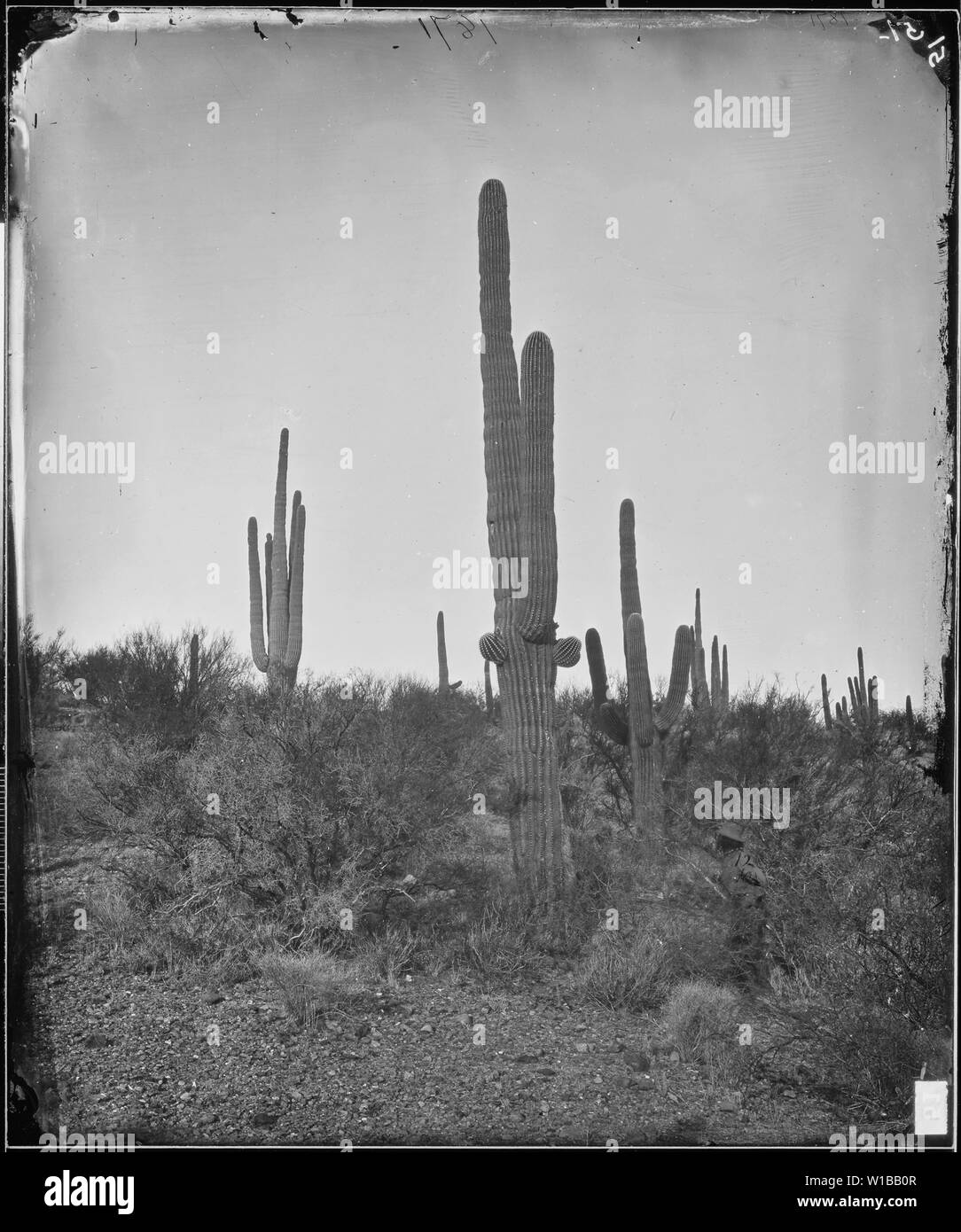 CEREUS GIGANTEUS (Kaktus), Arizona Stockfoto