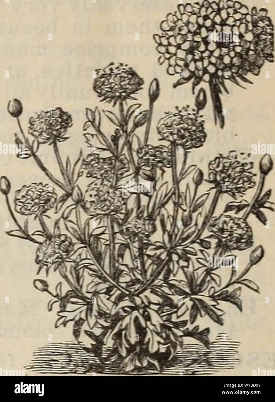 Archiv Bild von Seite 37 der beschreibenden Katalog Bäume pflanzen. Beschreibender Katalog: Bäume pflanzen Samen. . Descriptivecatal 1896 Backen: 1896 Poppy. Eine grosse Pflanze, die sehr groß und bril - liantlycoloredflo wers; sehr schön wie ein Garten Center, oder in Gruppen gepflanzt. Robustes jährliches. Gemischt. 5 cts. SILEXE. (Catchfly.) ein Zwerg Pflanze, sehr Pret-ty für Feder Bettwäsche oder Rock. Robustes jährliches. Gemischt. 5 cts. Zuckererbsen. Überschreiten zunehmend beliebten Kletterer; Sehr wohlriechend, und Con- tinuing Blüht den ganzen Sommer. Hardy an-nual. Gemischte Farben. 5c. STOCKS. (Gillyflower.) Wählen Sie die Deutschen 10-Wochen. Stockfoto