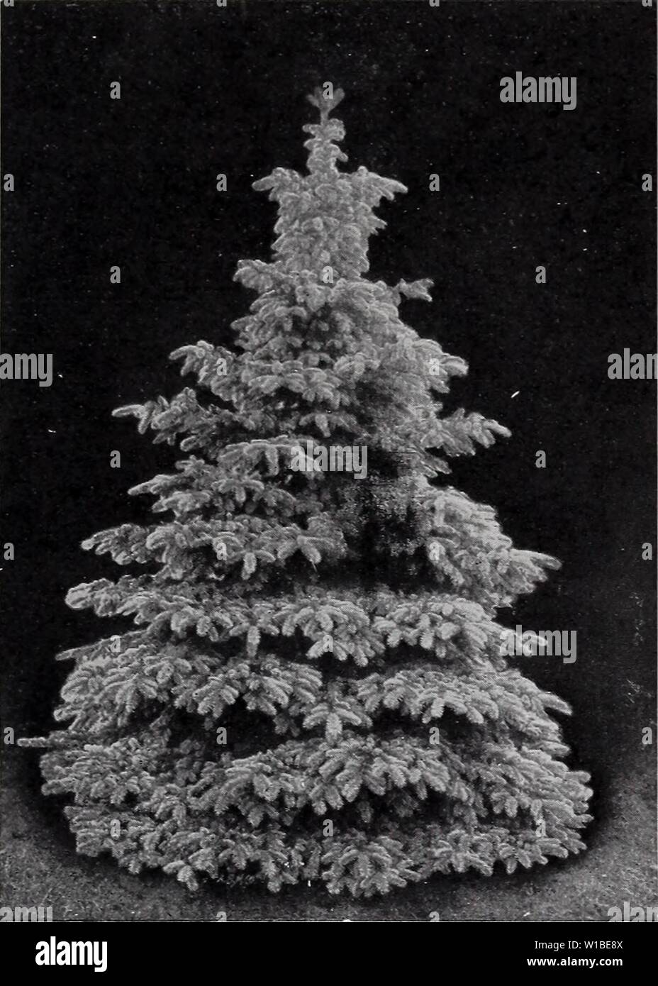 Archiv Bild von Seite 38 Der beschreibende Preisliste (1930). Beschreibende Preisliste. descriptiveprice 00 cmho_0 Jahr: 1930 BRIDGEPORT BAUMSCHULEN, Bridgeport, Indiana 35 Colorado Blue Spruce. PIN US-fortgesetzt. White Pine (Pinus strobus). Hohe, stattliche und schönsten aller unserer einheimischen Kiefern; dies ist auch einer der schnellsten wachsenden, am längsten lebte und die meisten in der Regel sinnvoll. Die Nadeln sind lang, silber-blau, und plumy in Kraft; der Baum wächst natürlich in symmetrische Exemplare und macht eine Imposanteste Funktion auf Rasen, wenn einzeln gewachsen. Je 1 V 2 bis 2 ft $ 2,00 S. Abies ich Schottische Kiefer Stockfoto