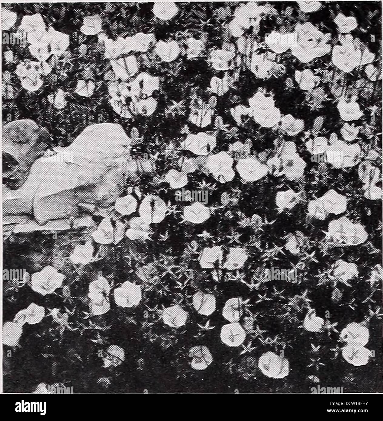 Archiv Bild von Seite 39 Der beschreibende Preisliste (1935). Beschreibende Preisliste. descriptiveprice 00 cmho 1 Jahr: 1935 C. M. HOBBS 8 C SONS, INC., Bridgeport, Indiana Campanula carpatica. ASTILBE aruncus. Langen, gefiederten Schwaden von weißen Blumen. Jeder, 30 c; 10, 2.50 $. A. Davidi. Tief rosa violett Blumen; 3 bis 4 Fuß. Juni und Juli. Jeder, 30 c; 10, 2.50 $. A. in Gladstone. Schnee-weiße Blumen, starke Stiele; am Besten für zu zwingen. Jeder, 30 c; 10, 2.50 $. A. rosa Perle. Traversen der schönen rosa Flow-ers. Jeder, 30 c; 10, 2.50 $. BELLIS perennis. Kleines Doppelzimmer Blumen auf zwerg Anlage. Fein für Bordüren und b Stockfoto