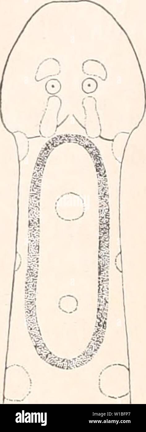 Archiv Bild von Seite 39 der Deutschen Südpolar-Expedition, 1901-1903, im, Aufträge. Deutsche Südpolar-Expedition, 1901-1903, im, Aufträge des Reichsamtes des Innern. deutschesdpola 13 5Mose Jahr: 1913 Abb. 28. . S'. Minima. Von der Ventralseite Vorderkopf. Abb. 29. S. minima. Corona. Länge (mm) Schwanz () Haken Vorderzähnc Hinterzähne 8,5 17 7 4 12 14 8 18 - 19 7 4 - 5 10-11 7 16-20 7 - 8 4 - 5 9 - 13 6,5 16 - 20 7 - 8 (3) 4-5 7-12 6 17-20 7 3 - 4 6 - 9 5 16-20 7 3 (4) 7 - 9 4,5 21 7 3 6 4 24 7 2 - 3 6 - 8 Die einzige Beschreibung von S. Minima, sterben bisher existierte, ist Sterben von Grassi. Sie ist un-vollständig und enth Stockfoto