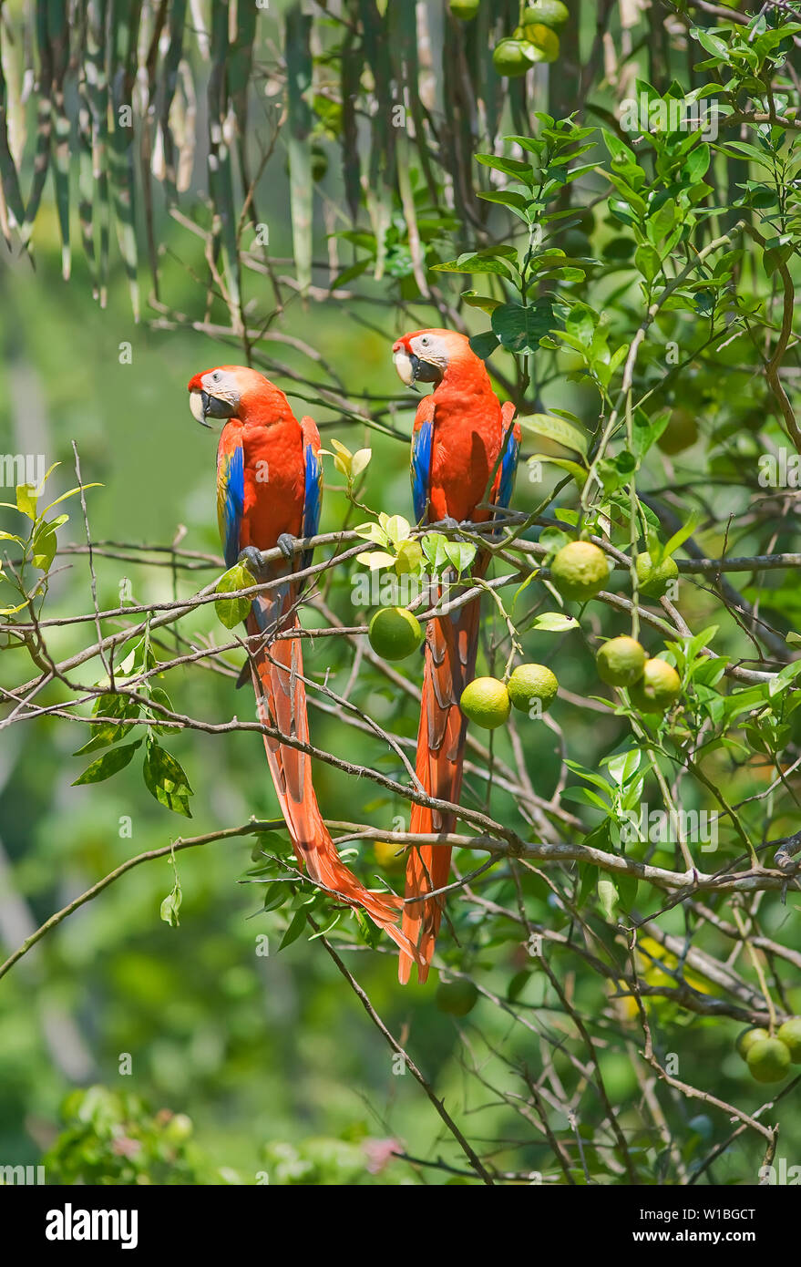 Aras (Ara macao) Paar, Corcovado Nationalpark, Halbinsel Osa, Costa Rica Stockfoto