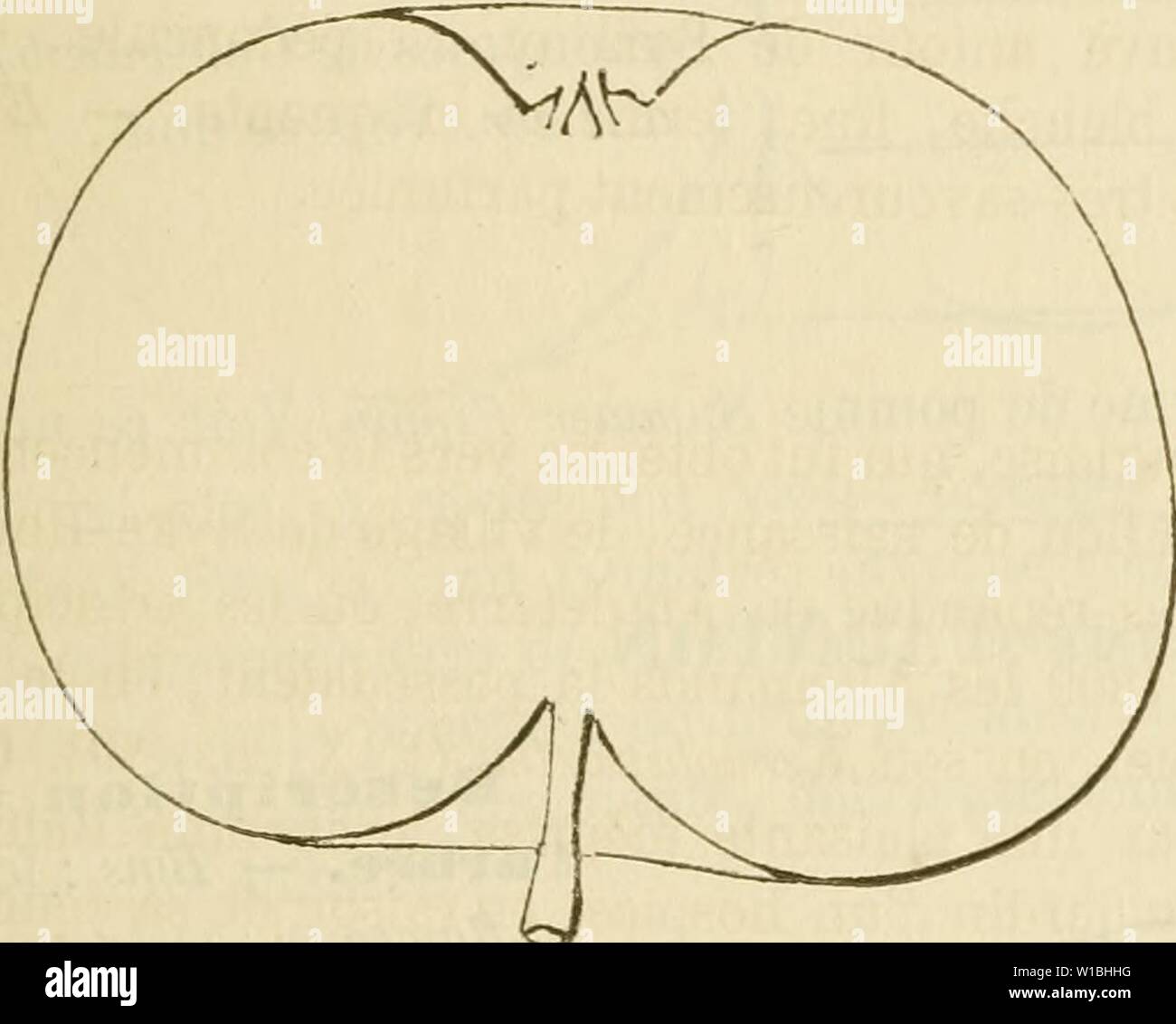 Archiv Bild ab Seite 400 von Wörterbuch de pomologie, Contenant l'histoire,. Wörterbuch de pomologie, Contenant l'histoire, la Description, la Abbildung des Früchte Früchte anciens et des modernes les plus gÂnÂralement connus et cultivÂs. dictionnairedepo 04 lero Jahr: 1867 Pomme TAFFET. Â Synonym de pomme Taffetas blanc. Voir ce nom. 507. Pomme TAFFETAS BLANC. Synonyme. - Pommes: 1. Wals (Diel, Kernobstsorten, 1800, t. Il, S. 185). - 2. Weisser WiNTER TAFFET {Id. ebd.). - 3. Taffet (Lucas, sterben Kernobstsorten Wurttembergs, 1854, S. 134). Â 4. Taffetas d'Oberland {Id. ebd.). Beschreibung d Stockfoto
