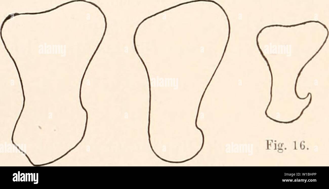 Archiv Bild ab Seite 403 der Deutschen Südpolar-Expedition, 1901-1903, im, Aufträge. Deutsche Südpolar-Expedition, 1901-1903, im, Aufträge des Reichsamtes des Innern. deutschesdpola 16 5Mose Jahr: 1921 340 Deutsche Südpolar-Expedition. Distale Humeruspartie ist von Anfang Sterben eine dorso-ventrale abgeplattet. Bei etwa 3 cm langen Embryonen hat sterben Trochlea schon schnell ihre endgültige Form. Zn of this Zeit available schon eine Crista condyloidea lateralis angelegt, wenn dieselbe auch nicht so scharf ist wie als. Ein Foramen supracondyloideum (s. entepicondyloideum) fehlt offenbar ursprüng-lich allen Stockfoto