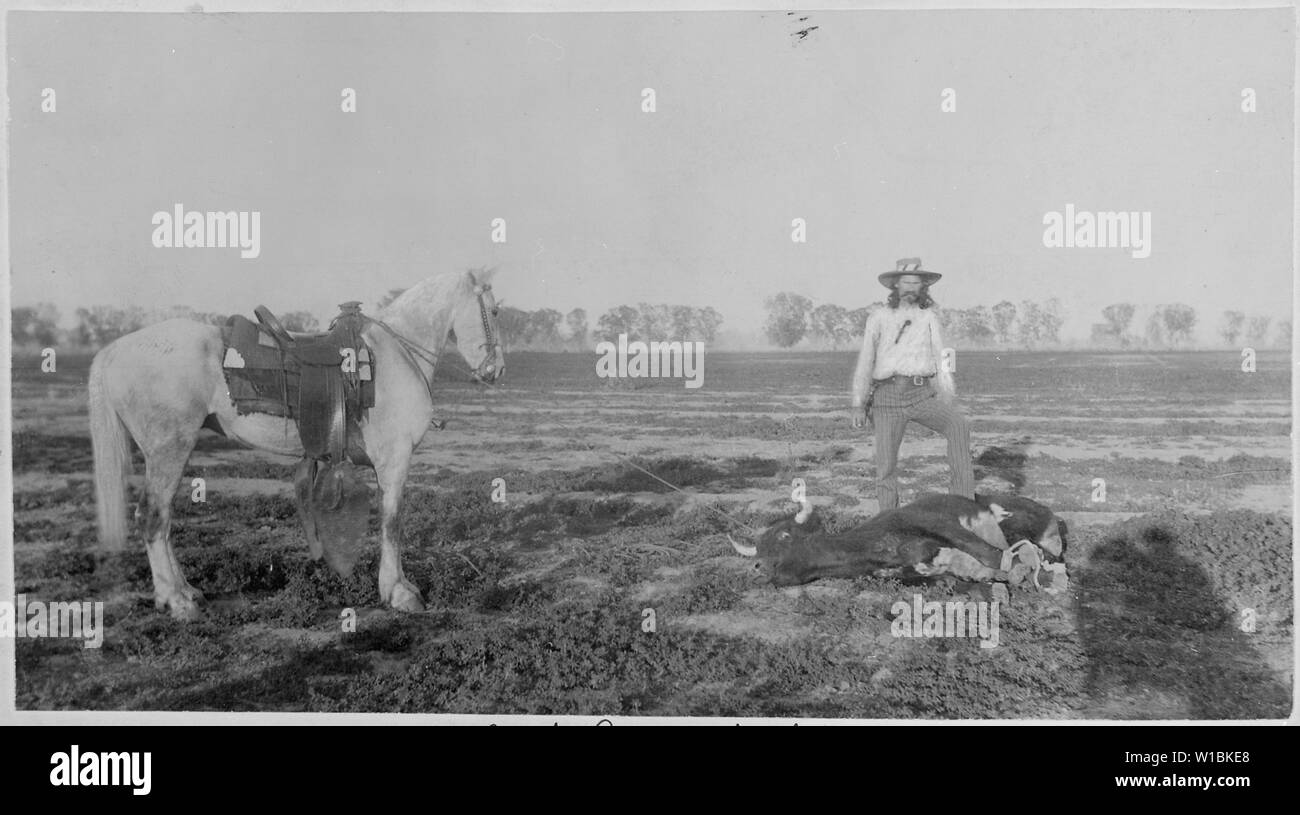 Rinder Ranch, Graham Co Ariz Dude mit seinen lassoed lenken kann. 1896--97 Stockfoto