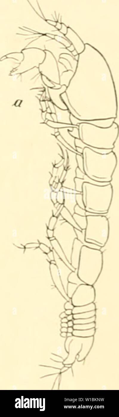 Archiv Bild von Seite 42 der Sterben Isopoden der Deutschen Sdpolar-Expedition,. Sterben Isopoden der Deutschen Sdpolar-Expedition, 1901-1903. dieisopodenderde 00 vanh Jahr: 1914 Strongylura G.0. Saks. Leptognathia viergliedrigen ähnlich, mit großen Antennen beim § und rudimentären oder fehlenden Pleopoden. Abdomen- lang im Verhältnis zum Rumpf, Uropoden zweiästig, klein und dii.lib. 115. Ich "aranarlhruru mmmciiiithits n. s |). Ein $ (X22), b Uropod, c Schere. 20. StronjLTjlura antarciira n. Wp. (L) b. 1 &Lt;i, h,,: j Sterben Gattung Strongijlurn, bisher nur mit zwei Arten im Gebiet der davisstraße Stockfoto