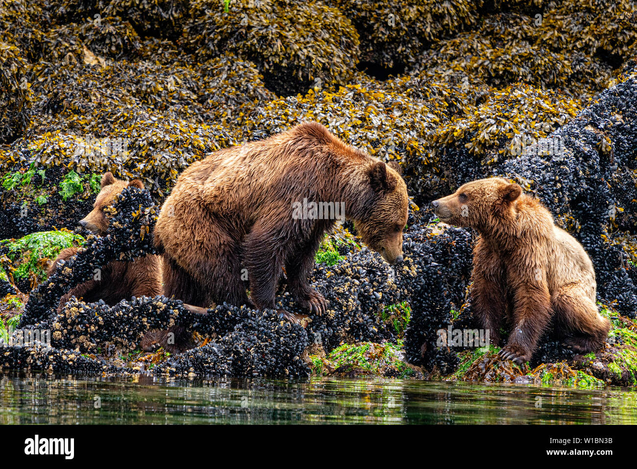 Grizzly Bär Mutter mit zwei letzten Jahren Junge Schlemmen entlang der niedrigen tideline in Knight Inlet entlang der Great Bear Regenwald Küste in British Columbia Stockfoto