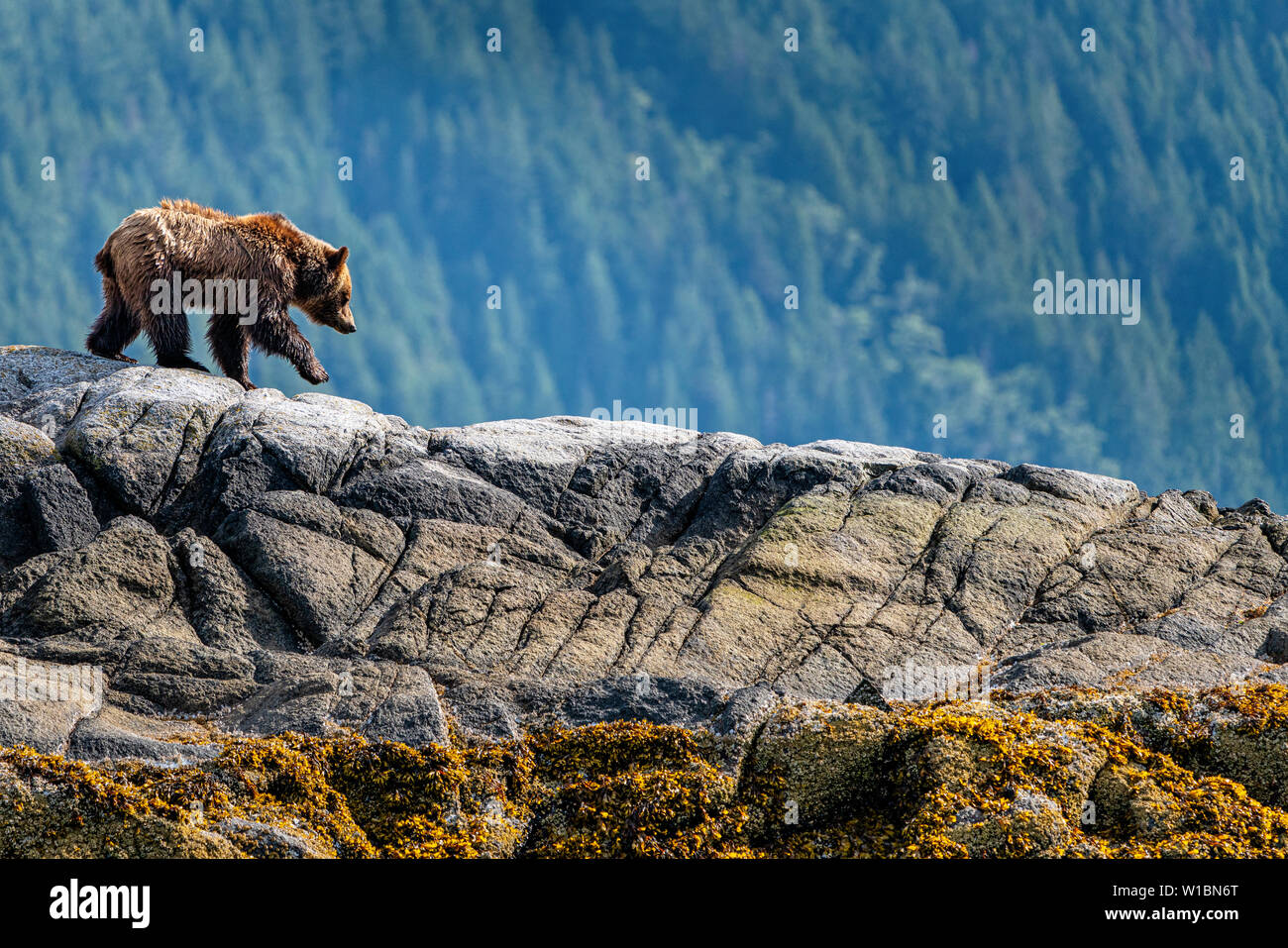 Grizzly Bär zu Fuß auf einer kleinen Insel im schönen Knight Inlet, erste Nationen Territorium, Great Bear Rainforest, British Columbia, Kanada. Stockfoto