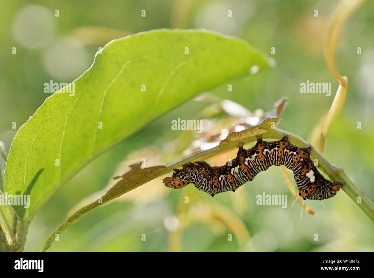 Perlige Holz - Nymphe Caterpillar Stockfoto