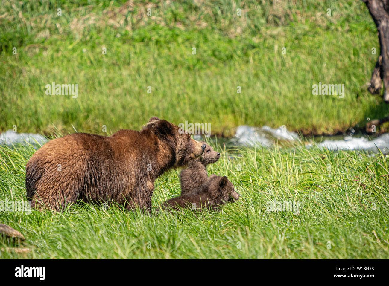 Grizzly Bär Mutter mit zwei dieses Jahr Jungen Scannen die Gegend, wertvolle Momente im Great Bear Regenwald, Knight Inlet, First Nations Territory Stockfoto