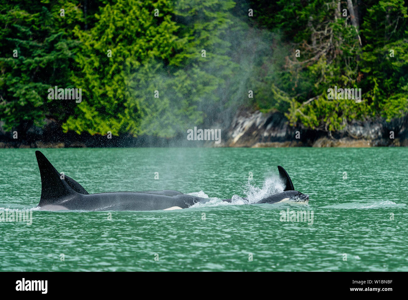 Biggs (Transienten) Orca Wale (schwertwal) Reisen durch die wunderschöne grüne Wasser der Knight Inlet, erste Nationen Gebiet, Großer Bär Stockfoto