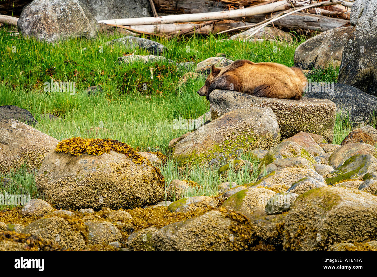 Grizzly Bär schlafen auf einem Felsen in der Knight Inlet, erste Nationen Territorium, Great Bear Rainforest, British Columbia, Kanada. Stockfoto
