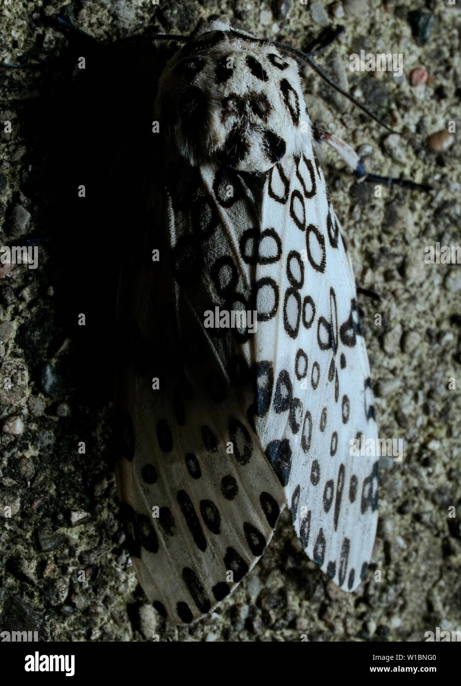 Riesige leopard Moth (hypercompe scribonia) Stockfoto
