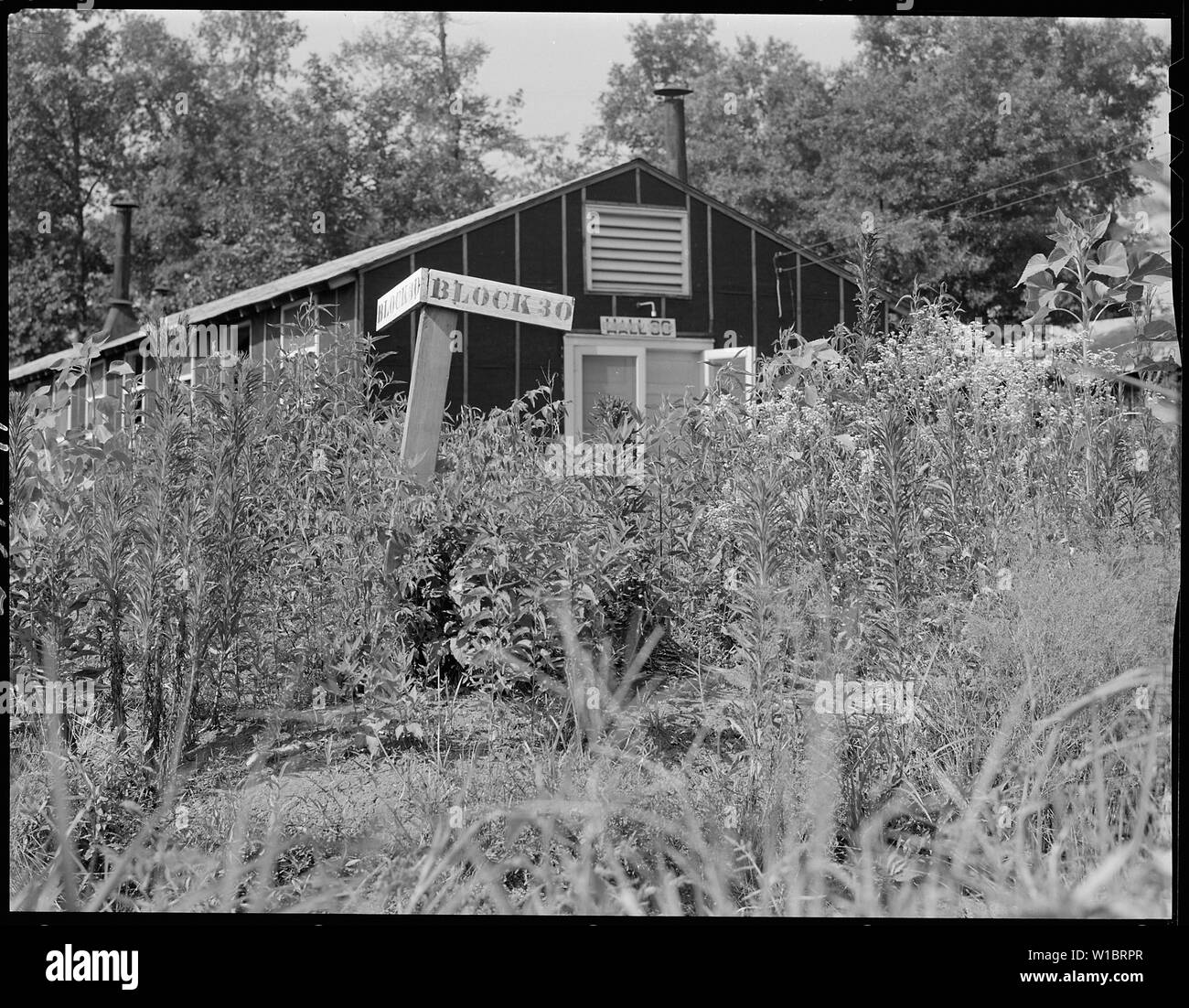 Schließen der Jerome Relocation Center, Denson, Arkansas. Block 30 geht zurück zur Natur. Einige von t. . .; Umfang und Inhalt: Der vollständige Titel für dieses Foto lautet: Schließen der Jerome Relocation Center, Denson, Arkansas. Block 30 geht zurück zur Natur. Einige der Bausteine in der Jerome Mitte, die die frühesten wurden evakuiert werden, haben bereits damit begonnen, in einem üppigen Wachstum von Unkraut zu verschwinden, noch bevor die letzten Bewohner verlassen haben. Sonne, Regen und feuchten Atmosphäre dieser Abschnitt von Arkansas wird bald das Zentrum Website zu den dichten Dschungel zurückkehren - wie Wachstum von der Ursache Stockfoto