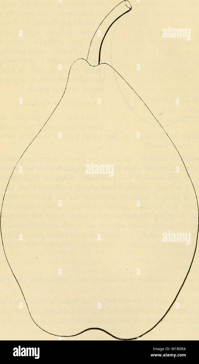 Archiv Bild ab Seite 473 von Wörterbuch de pomologie Contenant. Wörterbuch de pomologie: Contenant l'histoire, la Description, la Abbildung des Früchte Früchte anciens et des modernes les plus gÃnÃralement connus et cultivÃs. dictionnairedepo 002 lero Jahr: 1867 466 NOU Poire NOUVEAU BOUVIER BOURGMESTRE. Bourgmestre. Voir ce nom. S 37 nonyme de poire Bouvier 711. Poire NOUVEAU POITEAU. Synonyme. - Poires: 1. Retour de Rome (Alexandre BIVORT Stil, Album de pomologie, 1847, t. I, N°21). Â 2. Choix d'un-Bewunderer (Biedenfeld, Handbuck aller bekannten Obstsorten, 1854, 1' als Nebenklägerin, S. 83). Â 3. Tombe de Stockfoto