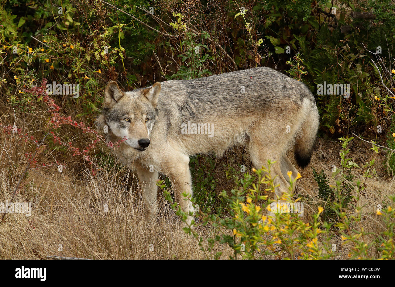 Männlich, grau (grau) wolf Stockfoto