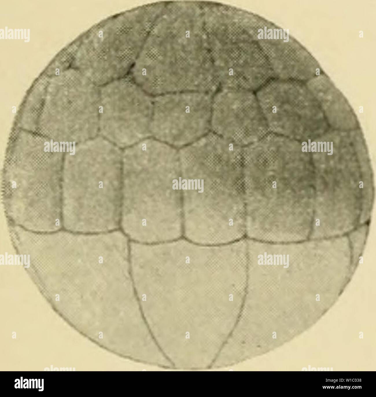 Archiv Bild von Seite 48 der Entwicklung der Frosch. Die Entwicklung von Ei des Frosches; eine Einführung in die experimentelle Embryologie. developmentoffro 00 morg Jahr: 1897 B Stockfoto