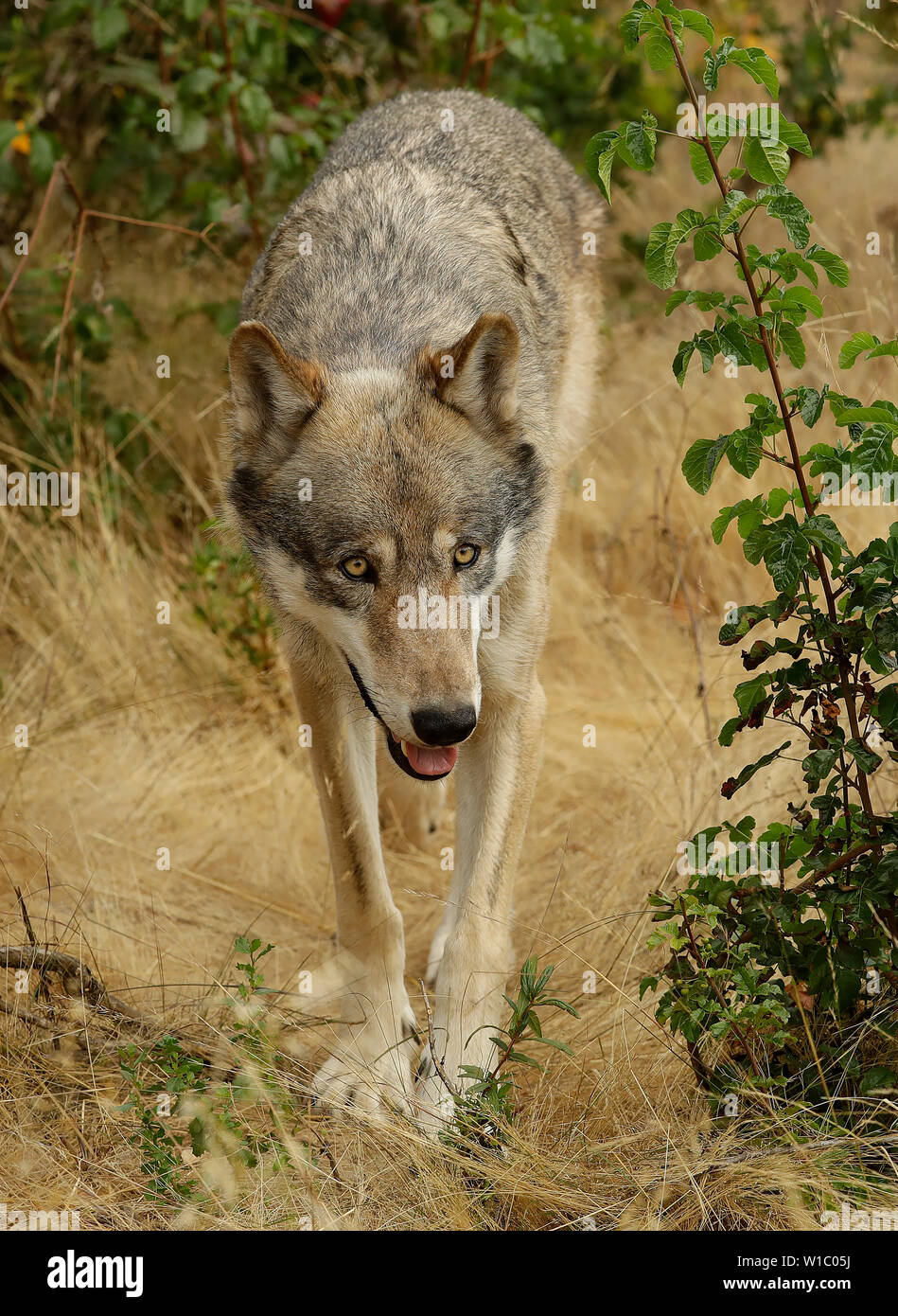 Männlich, grau (grau) wolf Stockfoto