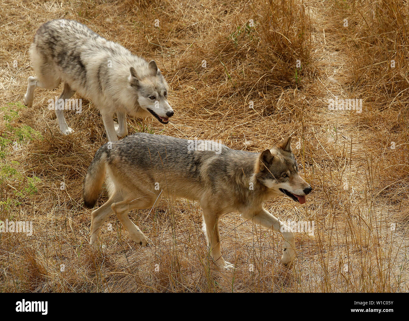 Männliche und weibliche grauer Wölfe. Stockfoto