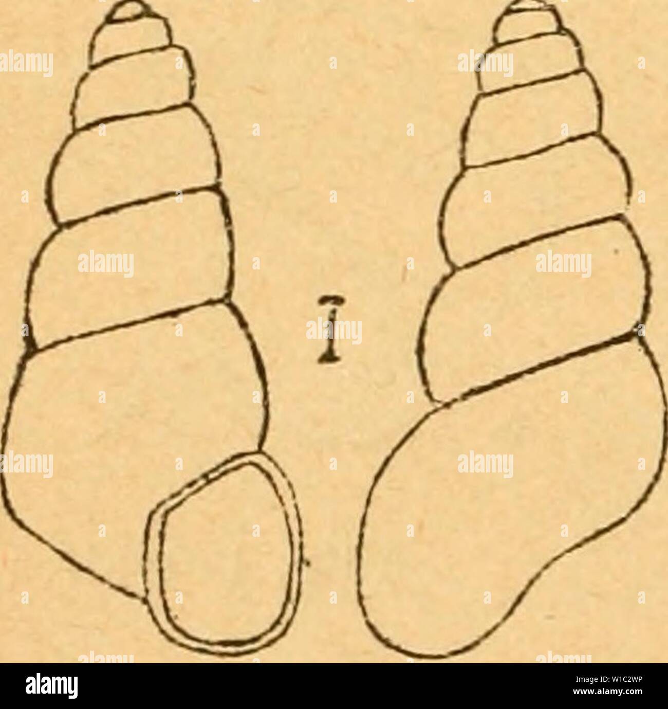 Archiv Bild ab Seite 507 der Deutsche Ausflüge - Mollusken - Fauna (1884). Deutsche Ausflüge - Mollusken - Fauna. deutscheexcursio 00 cle Jahr: 1884 498 fein gestreift, glashell, durchscheinend (Orig. abgebleicht); das spitze,besteht aus 6 gleichmässig und langsam zu-nehmenden, stark gewölbten und durch eine tiefe Naht ge- trennten Umgängen, von denen Letzte nicht ganz ein Drittel der Gehäuselänge einnimmt. Mündung rundlich-eiförmig; Mundsaum scharf, zusammenhängend, wenig erwei-tert; Spindelrand nur eine kurze Strecke ein sterben Mündungs-wand angedrückt. Deckel? Länge 2,8 mm, Niederländisch Stockfoto