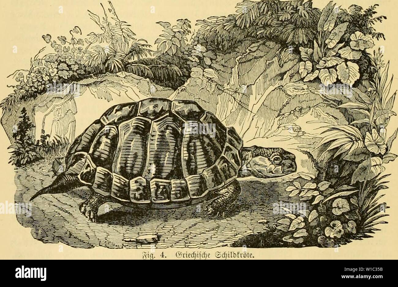 Archiv Bild von Seite 51 der Deutschlands Amphibien und Reptilien (1890). Deutschlands Amphibien und Reptilien. deutschlandsamph 00 dr Jahr: 1890 38 (Jrfte flaffe. afeptilicn ober itviccl) t[) Ikrk (2 aum [inb. - 3 ü [) rt bie Scticucüucile iiuforcr beutfcljcn 5 d) Ich (bfrLitc iiiib luirb aiirf] in ber (ycfaugenfdjaft bcmentfprcdjcnb ucrpflegt. Qm-gninilie ber 2a n b f d) i I b f o r t e n (w. Seite 10) gcfjören jii'ci Hrteit bcr (Gattung Testudo, L. 2 anbf d) tlbf Rö t c: 9 indcnld) ale liodi gcniöKit, cUiptifd) ober eiförmig, mit 13 Sd) eibeu=iinb 24 bii 25 9 {anbid) ilbcrii; ixuid) Id) alc mit 12 Platten, Stockfoto