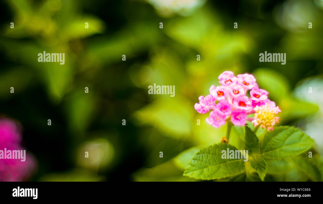 Natur minimalen Begriff - grüne Blätter Hintergrund mit kleinen rosa Blume; Stockfoto