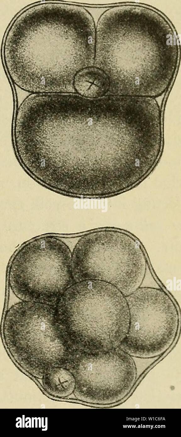 Archiv Bild von Seite 54 der Entwicklung des Menschen. Die Entwicklung des menschlichen Körpers: Ein Handbuch der menschlichen Embryologie. developmentofhum 00 mcmu Jahr: 1914 Abb. 21. - Vier Stadien in der Segmentierung der Eizelle einer Maus. X, Polar globule. - {Sobolta.) Vier-celled, fünf-celled und sechs-celled Phasen in verschiedenen Fällen beobachtet. Noch ist das Ergebnis der abschließenden Segmentierung eine hohle Bläschen oder blastula, aber eine feste Masse von Zellen, bezeichnet eine morula, wird gebildet. Diese Struktur ist jedoch nicht vergleichbar mit der Blas-Tula der niedrigeren Formen, sondern sie entspricht einer Stufe der reptilian Dev Stockfoto