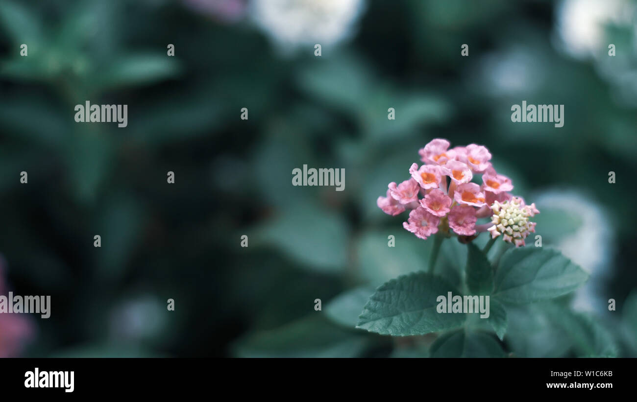 Natur minimalen Begriff - grüne Blätter Hintergrund mit kleinen rosa Blume; Stockfoto