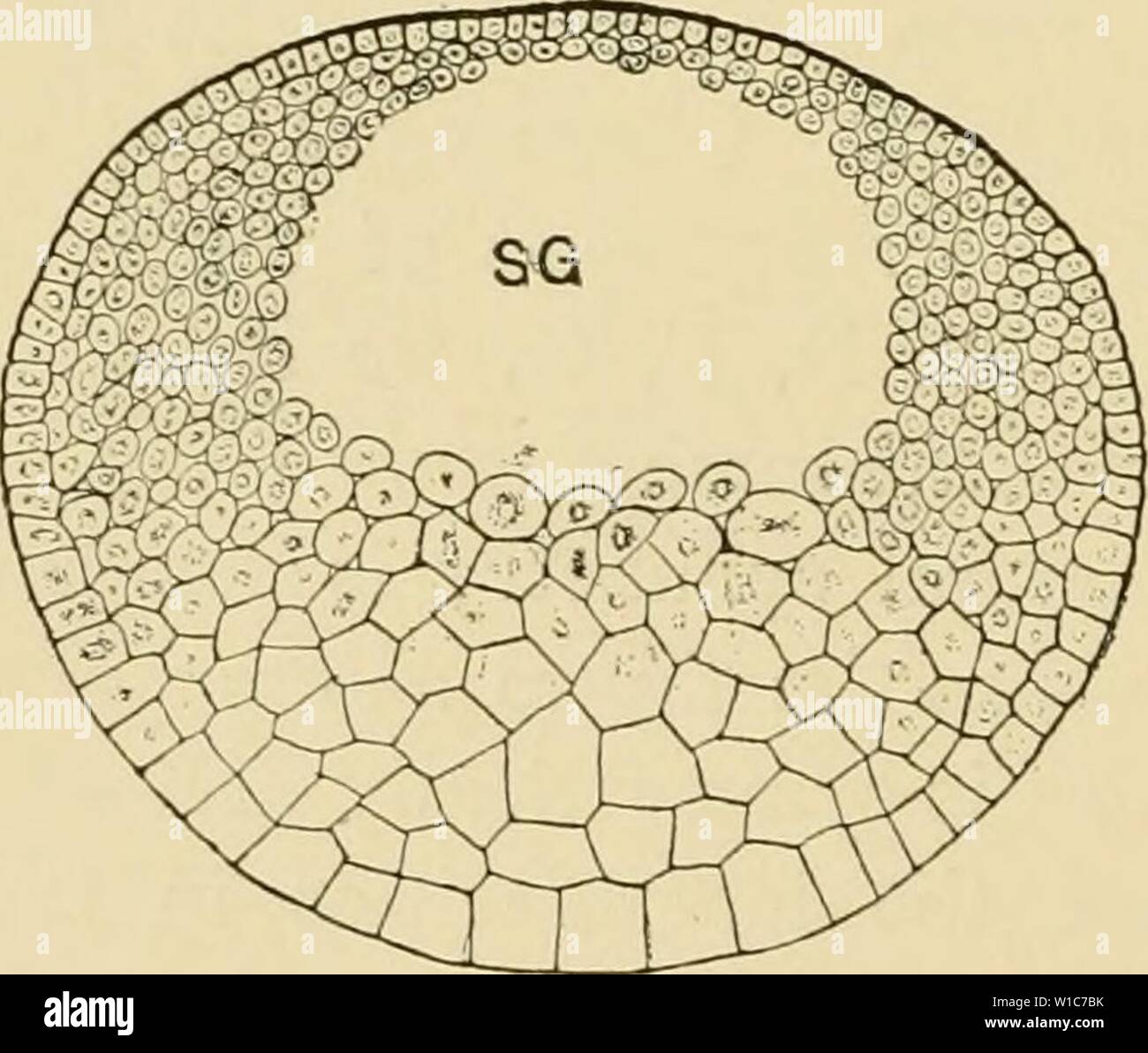 Archiv Bild von Seite 55 der Entwicklung der Frosch. Die Entwicklung von Ei des Frosches; eine Einführung in die experimentelle Embryologie. developmentoffro 00 morg Jahr: 1897 B Stockfoto