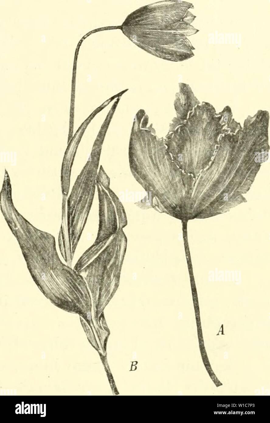 Archiv Bild ab Seite 556 von Die mutationstheorie Versuche und Beobachtungen. Mutationstheorie sterben. Versuche und Beobachtungen über die Entstehung von Arten im Pflanzenreich. diemutationstheo 02 vrie Jahr: 1901 sterben Kreuzung als Publikum und Vaterland von Atavismus. 537 Fast überall erscliemt bei näherer Prüfung sterben Hypothese eines Kreuzungseinflusses als völlig überflüssig und dem Thatbestande nicht entsprechend. Wer sich hier eine klare Ansicht bilden wird, findet das beste Material in Heinrichee des bereits mehrfach erwähnten Untersuchungen über die Vererbung atavistischer Erscheinungen in der Gattung Iris Stockfoto