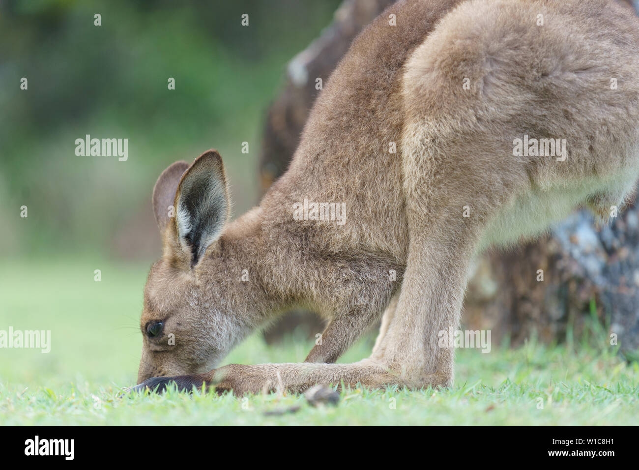 Kängurus Gras essen und Spielen in der Natur in Australien. Stockfoto