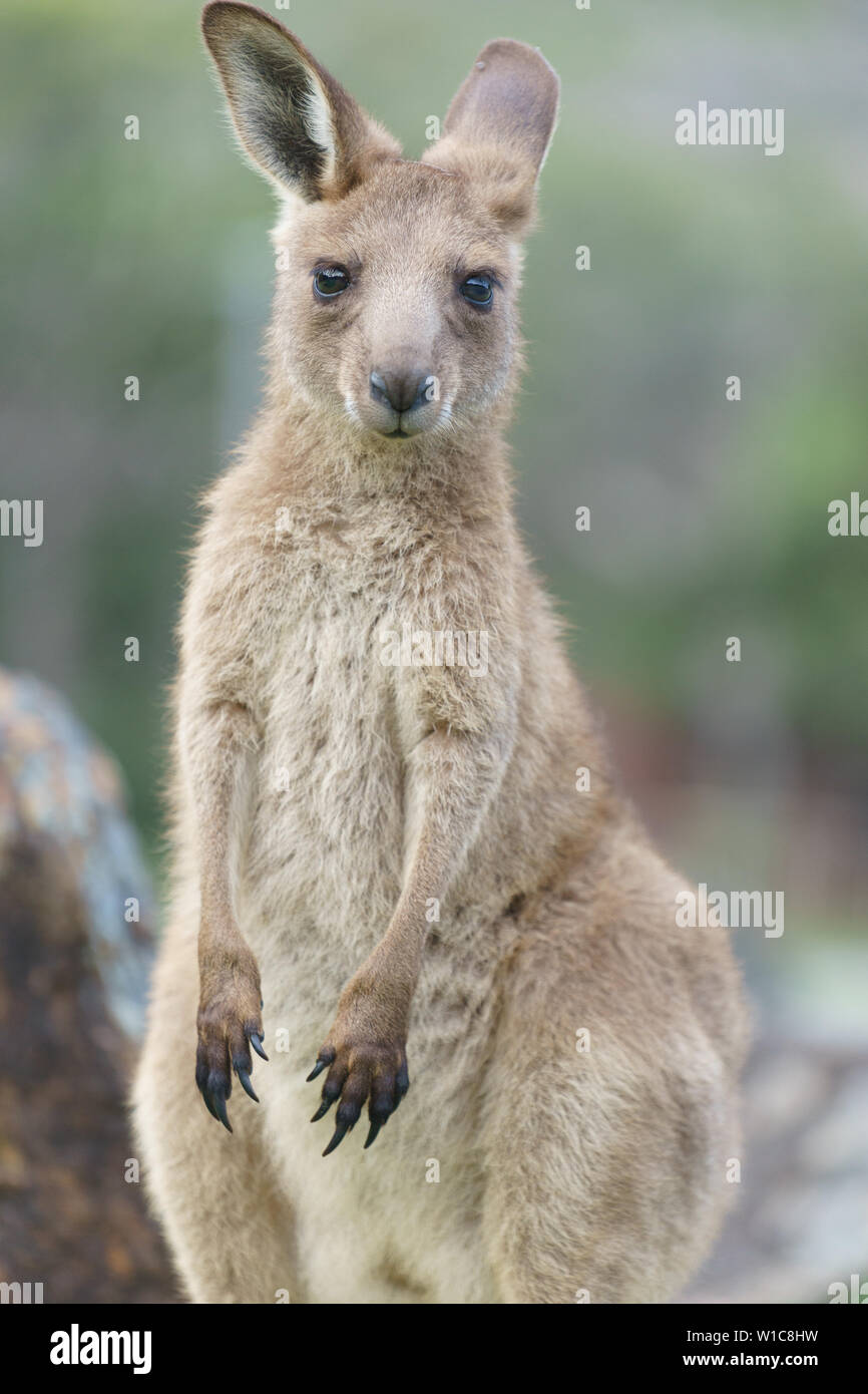 Kängurus Gras essen und Spielen in der Natur in Australien. Stockfoto