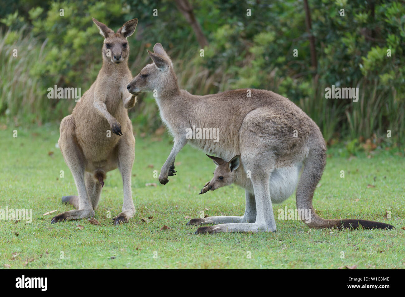 Kängurus Gras essen und Spielen in der Natur in Australien. Stockfoto