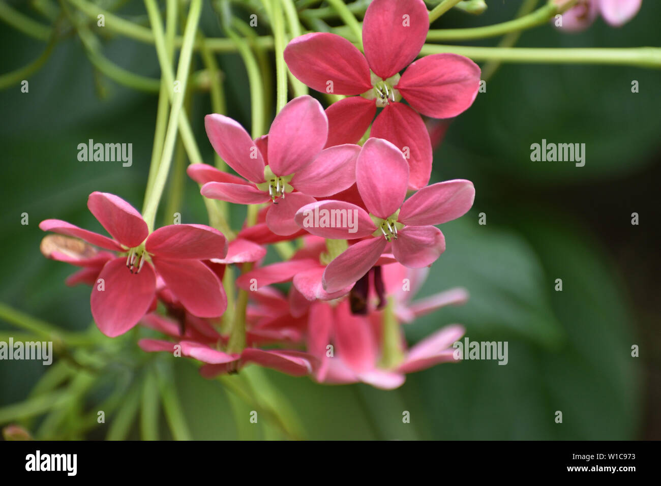 Rose Farbe Mehl Stockfoto