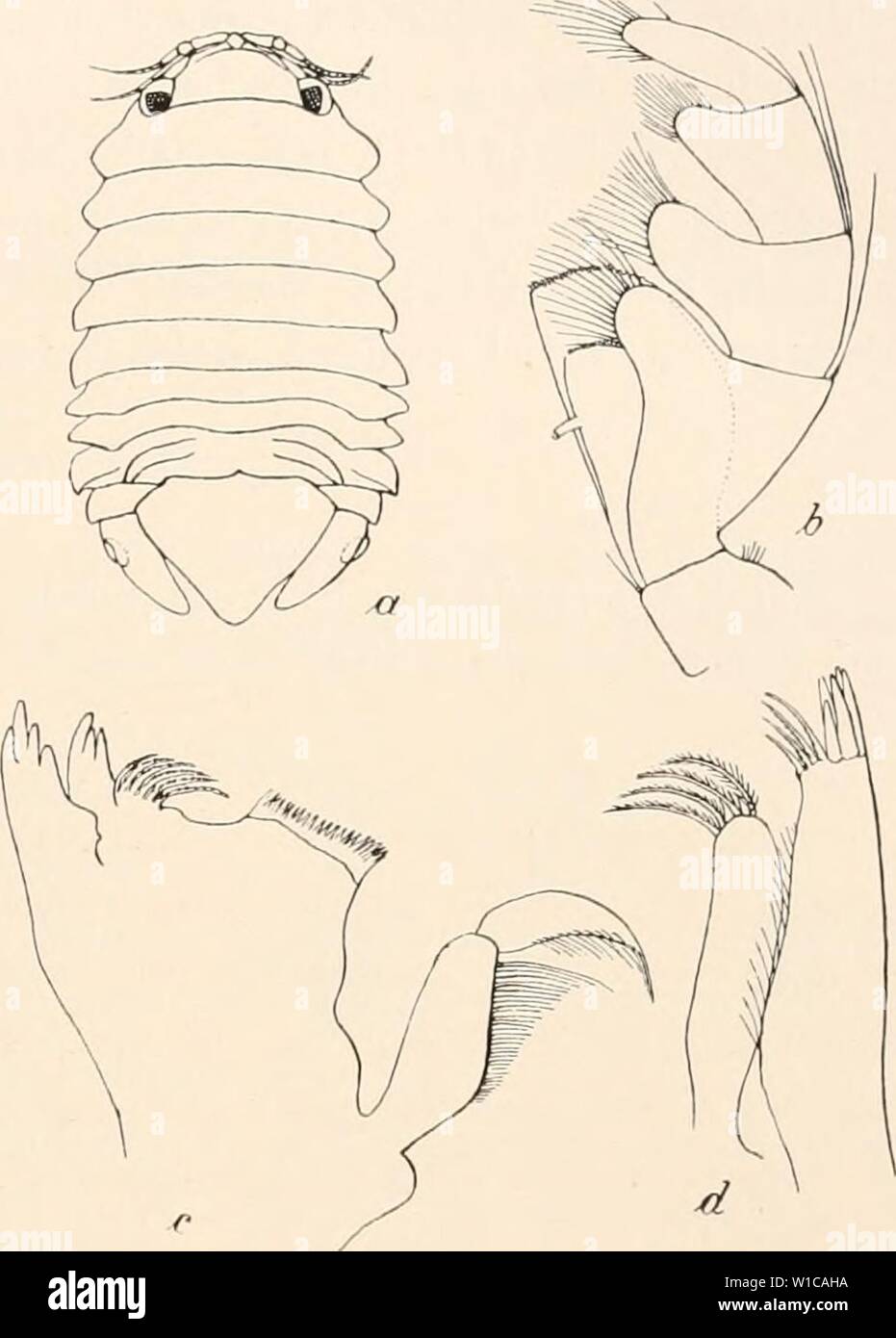 Archiv Bild ab Seite 580 der Deutschen Südpolar-Expedition, 1901-1903, im, Aufträge. Deutsche Südpolar-Expedition, 1901-1903, im, Aufträge des Reichsamtes des Innern. deutschesdpola 15 5Mose Jahr: 1914 Vanhöffen. Isopoden. 515 Im ganzen sind 24 Exemplare vorhanden, sterben. von mir am 5. I. 1902 eine Macrocystis, von Dr. Werth: am 4. Xi. 1902 in Algenrasen gefunden und bin 31. 1. 1903 mit Schlammgrund gedretscht winden. Das größte Männchen vom 5. I 1902, 27 mm lang, 17 mm breit, wurde in Kopula mit einem Weibchen von 15 mm Länge und 8 mm Breite gefunden. Das größte Weibchen ist 18 mm lang, 10 mm breit Stockfoto