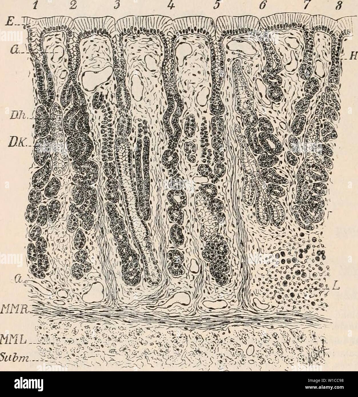 Archiv Bild ab Seite 595 von Wörterbuch de Physiologie (1902). Wörterbuch de Physiologie. dictionnairedeph 05 reiche Jahr: 1902 586 ESTOMAC. L'Estomac des ChÃloniens reprÃsente, au point de vue hislologique, un-organe de Transition entre l'Estomac des Amphibien et l'Estomac des Oiseaux. Certaines ESPÒ ¨ ces, comme Emys Eitropca et Testudo graeca, possÃ ¨ dent les mÃªmes ÃlÃments glandulaires que les Batraciens et que les deux Premiers ordres de Reptilien. Les glandes du Cul-de-sac de l'Estomac (Abb. 250) contiennent à la fois de cellules Claires de forme cubique ou pris - matique et "cellul Stockfoto