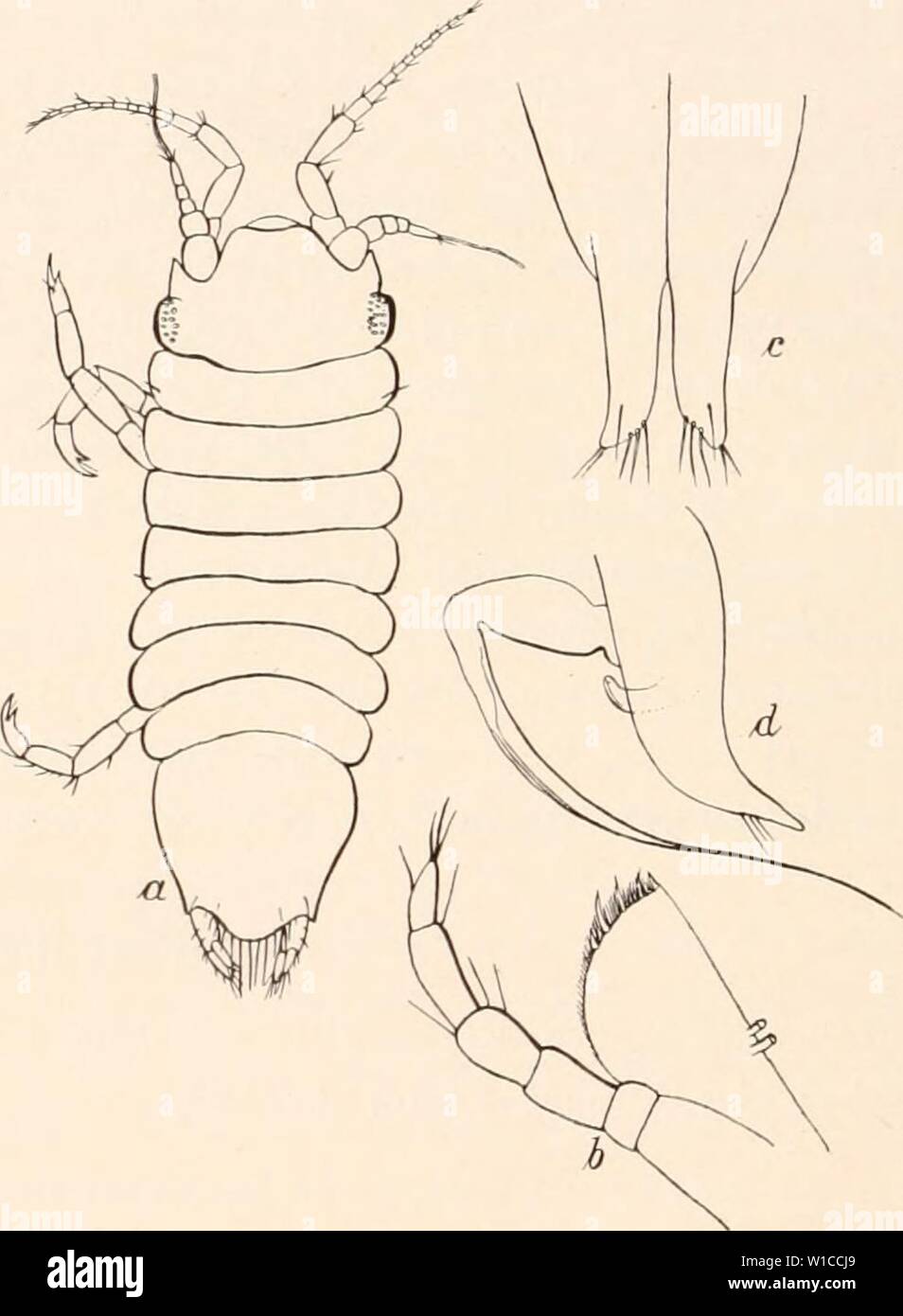 Archiv Bild ab Seite 599 der Deutschen Südpolar-Expedition, 1901-1903, im, Aufträge. Deutsche Südpolar-Expedition, 1901-1903, im, Aufträge des Reichsamtes des Innern. deutschesdpola 15 5Mose Jahr: 1914 Abb. 60. Anitas hispidus n. sp. (X64). Abb. 01. Antias marmoralus ein. sp.a? (X55), b Maxillar-Fuß (X210), c u. d Pleopod 1 HE. 2 vom 3 (X70). 77. Autias marmoratns n. sp. (Abb. 61 a-d.) zeichnet sich vor den verwandten Arten durch geringe Bestachelung aus. Die wenigen Stacheln, welche zerstreut ein gesunder Rücken und Seiten auftreten, sind weniger kräftig als bei A. hispidus und wie bei of this Art ein Stockfoto