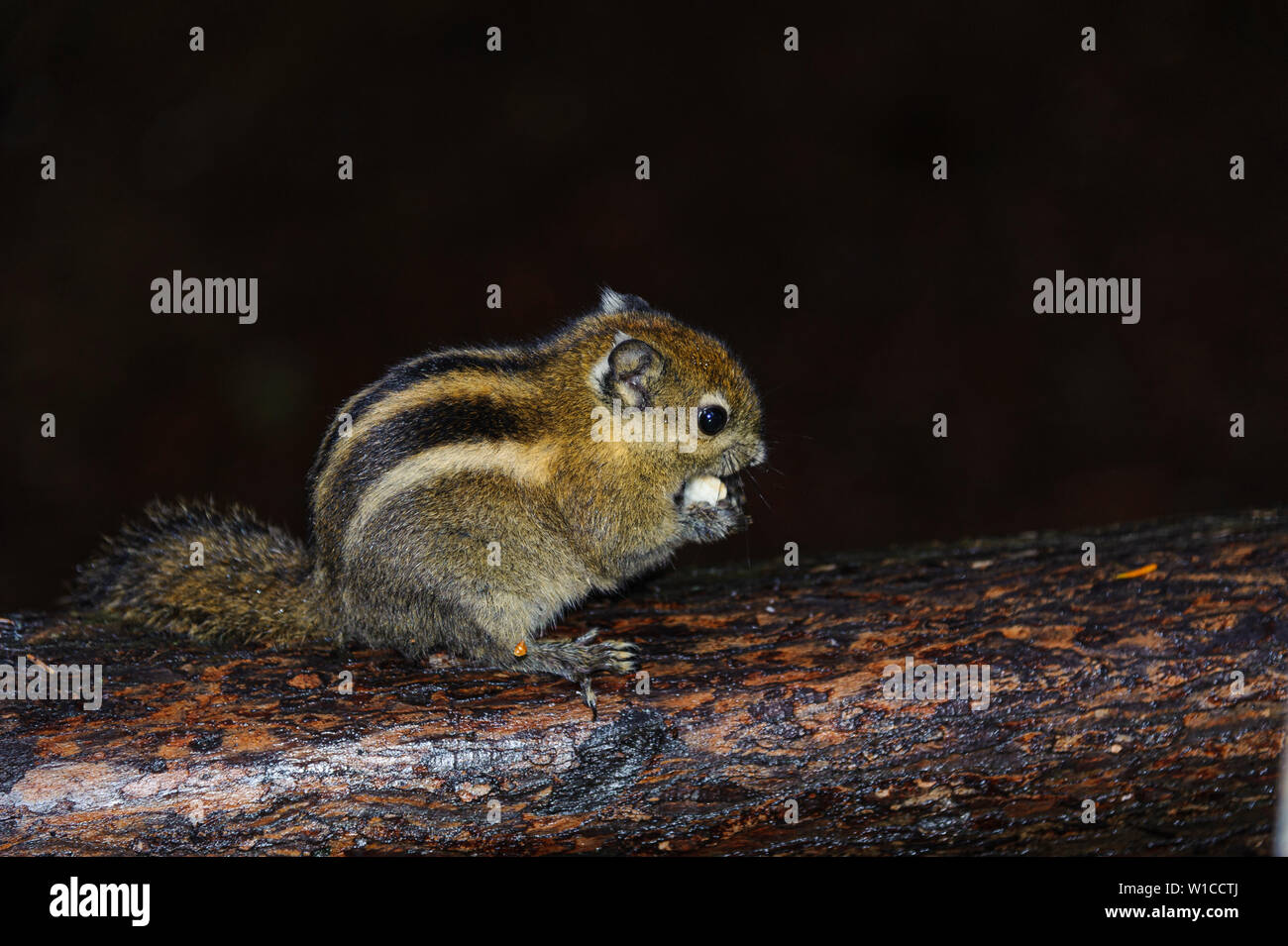 Sibirische Streifenhörnchen Essen am Jiuzhaigou Urwald. Stockfoto