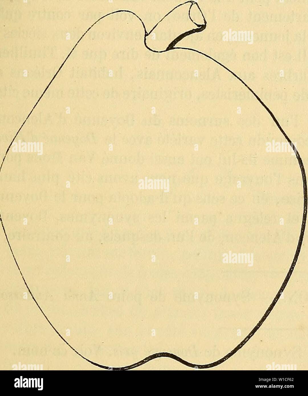 Archiv Bild von Seite 62 der Wörterbuch de pomologie Contenant. Wörterbuch de pomologie: Contenant l'histoire, la Description, la Abbildung des Früchte Früchte anciens et des modernes les plus gÃnÃralement connus et cultivÃs. dictionnairedepo 002 lero Jahr: 1867 DOY [doyennÃ aff - ale] 55 Poire DOYENNÃ D'AFFAY. Â Synonym de DoyennÃ Defays. Voir ce nom. 430. Poire DOYENNE D'ALENCON. Synonyme. - Poires: 1. DoyennÃ d'Hiver d'AlenÃ § (PrÃvost, Cahiers de pomologie, 839, S. 90). Â 2. DoyennÃ d'Hiver nouveau (ld. ebd.). Â 3. DoyennÃ marbrÃ (André Leroy, Katalog de 1846, S. 18, et de 184 Stockfoto