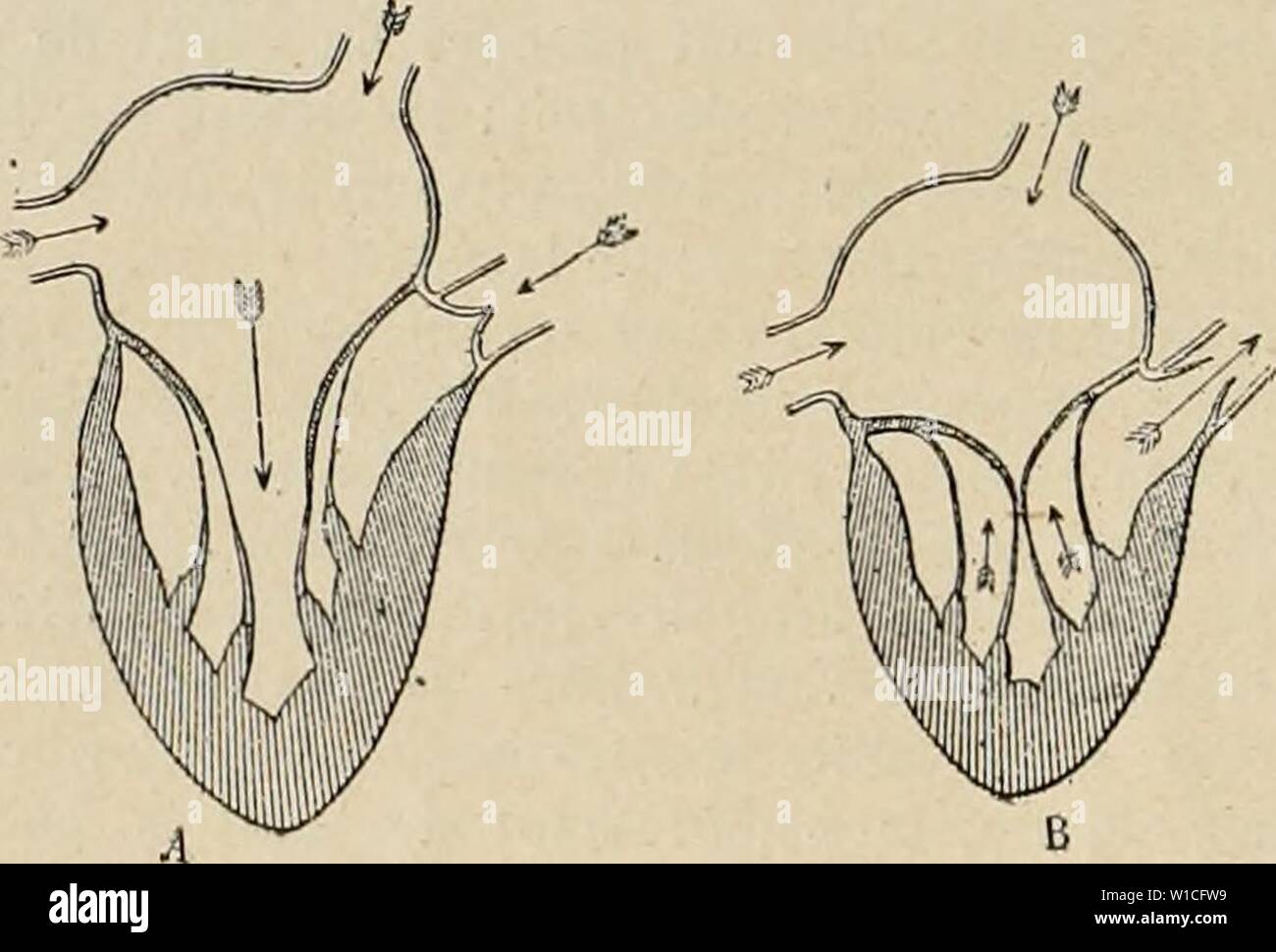 Archiv Bild von Seite 63 der Wörterbuch de Physiologie (1900). Wörterbuch de Physiologie. dictionnairedeph 04 reiche Jahr: 1900 54 CÅUR. ment à l'Drossel correspondant, Je § Fassade auf À ne faire saillie ni dans l'oreillette, ni dans le ventricule; Elles s'y appliquent par l'eCfet de la seule Pression du sang; Les Colonnes charnues ou Muskulatur papillaires se contractent Pendant la Systole, et leur Kontraktion Eine pour effet de faire contre-poids À la trop Grande pression du sang, et de maintenir Les valvules appliquÃes horizontalement. La thÃorie de l'Okklusion passiv, telle qu'elle a ÃtÃ modifiÃe Stockfoto