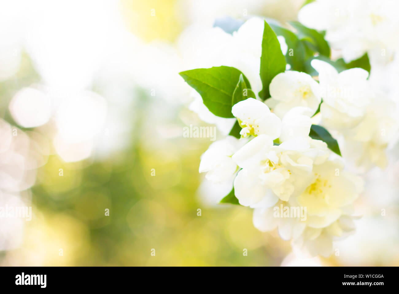 Weiß Apfelblüte über verschwommenes Natur Hintergrund. Sommer Blumen. Frühling Hintergrund mit Bokeh Stockfoto