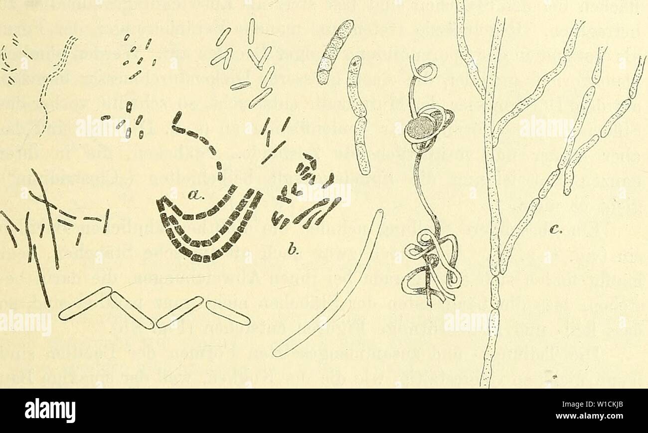 Archiv Bild von Seite 68 der Mikroorganismen mit besonderer Berücksichtigung. Mikroorganismen sterben. Mit besonderer Berücksichtigung der Ätiologie der Infektionskrankheiten. diemikroorg 01 flgg Jahr: 1896 Kruse, Allgemeine Morphologie der Bakterien. 49 eine Dp, sterben Seitenlinien Sindh igv parallel, sterben Polflächen Sindh senk-recht zur Ax stehende Ebenen (Abb. 8a). Der Typus wird im wesent-lichen dadurch nicht yerändert, wann der Einspritzdruck der Ax sich im Verhältnis zum Querdurchmesser verkleinert, vorausgesetzt nur, dass Sterben Walzenform unverändert beibehalten wird. Es kommt z. B. vor, Stockfoto