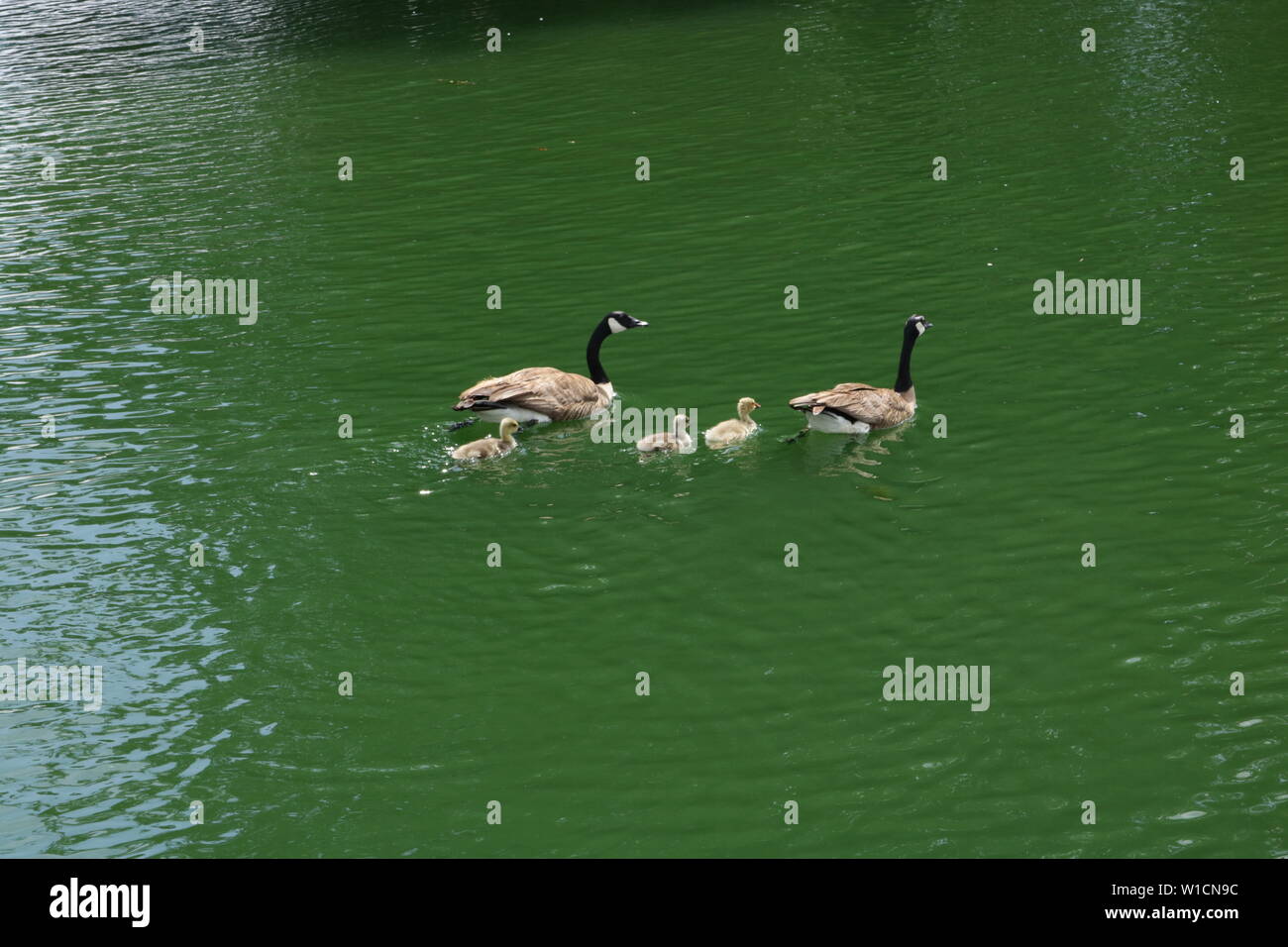 Kleine Ente Familie Stockfoto
