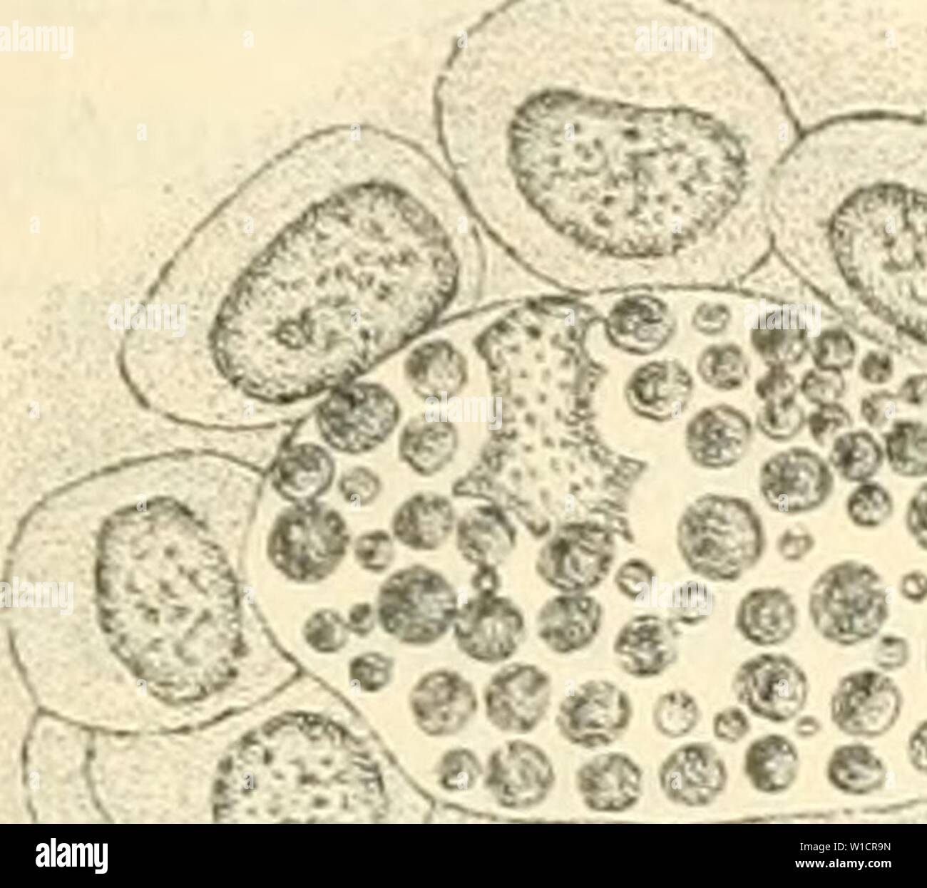 Archiv Bild ab Seite 728 von Die Mikroorganismen mit besonderer Berücksichtigung. Mikroorganismen sterben. Mit besonderer Berücksichtigung der Ätiologie der Infektionskrankheiten. diemikroorg 02 flgg Jahr: 1896 Kruse, Systematik der Protozoen. 697 liegende Körperchen, au der Protozoennatur festhalten. Aber selbst bei of this Beschränkung gelingt es noch nicht in befriedigender Weise eine Lebensgeschichte of this Zeil-Insassen zu konstruieren, mit der die-jenigen bekannter Protozoen übereinstimmt. Es handelt sich nur um Äusserliche Ähnlichkeiten, sterben bei genauer Betrachtung verschwindem j". 2. Stockfoto