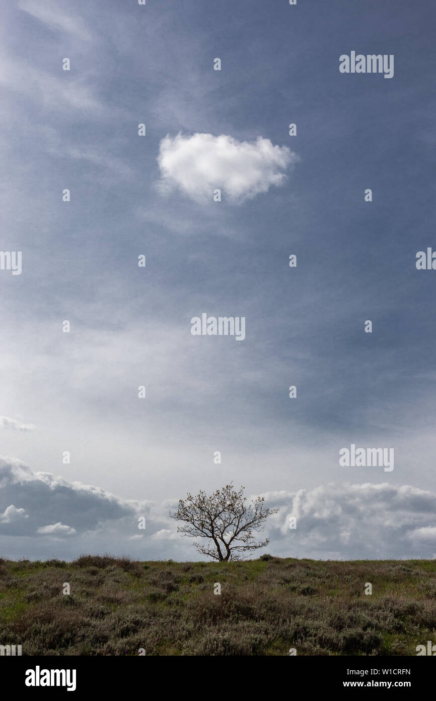 Ein Baum unter einem blauen Himmel mit einem isolierten Cloud Stockfoto