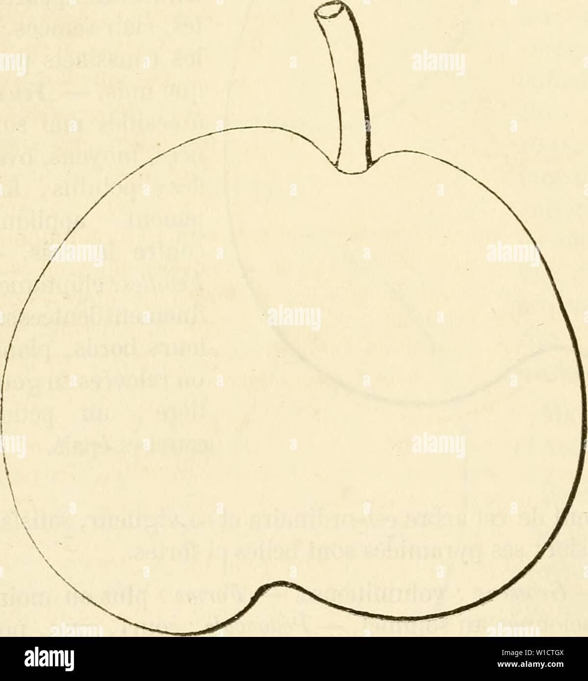 Archiv Bild von Seite 75 der Wörterbuch de pomologie, Contenant l'histoire,. Wörterbuch de pomologie, Contenant l'histoire, la Description, la Abbildung des Früchte Früchte anciens et des modernes les plus gÂnÂralement connus et cultivÂs. dictionnairedepo 02 lero Jahr: 1867 66 DO Y [doyennÃ fon - Gou] Historiciue. - Ce-DoyennÃ, gagnÃ de Semis à Angers par M. Flon aÃ®nÃ, horticulteur, remonte à 1859, Mais il n'a ÃtÃ mis dans le Commerce qu'en 1864. Observatiouii. "La maturitÃ de cette Nouvelle poire se Montre assez Variable; Einrichtung ¨ s l'abord Elle ne dÃpassait pas Le mois de Septembre; prÃsentement, Stockfoto