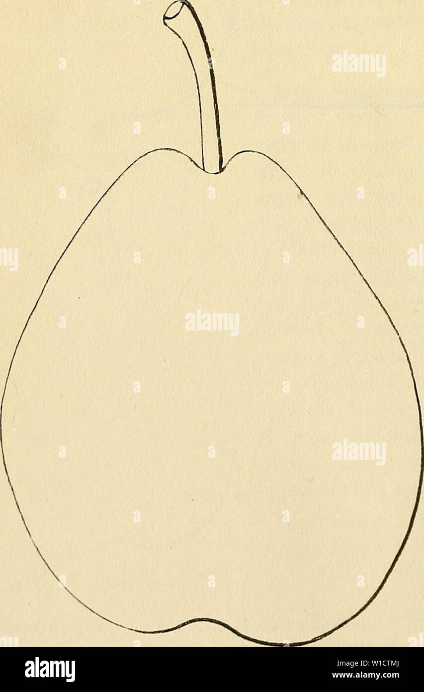 Archiv Bild ab Seite 759 von Wörterbuch de pomologie Contenant. Wörterbuch de pomologie: Contenant l'histoire, la Description, la Abbildung des Früchte Früchte anciens et des modernes les plus gÃnÃralement connus et cultivÃs. dictionnairedepo 002 lero Jahr: 1867 w Poire WAHETTE. Â Synonym de Besi de Saint-Waast. Voir ce nom. Poire WALKER. Â Synonym de poire d'Amande verdoppeln. Voir ce nom. 906. Poire WALTER SCOTT. Beschreibung de l'Arbre. Â Bois: fort. Â Rameaux: Assez nombreux, lÃgÃ¨rement ÃtalÃs, gros, de Länge moyenne et peu coudÃs, d'un beau Marron, Ã lenticelles Geldbußen et des * ein Stockfoto