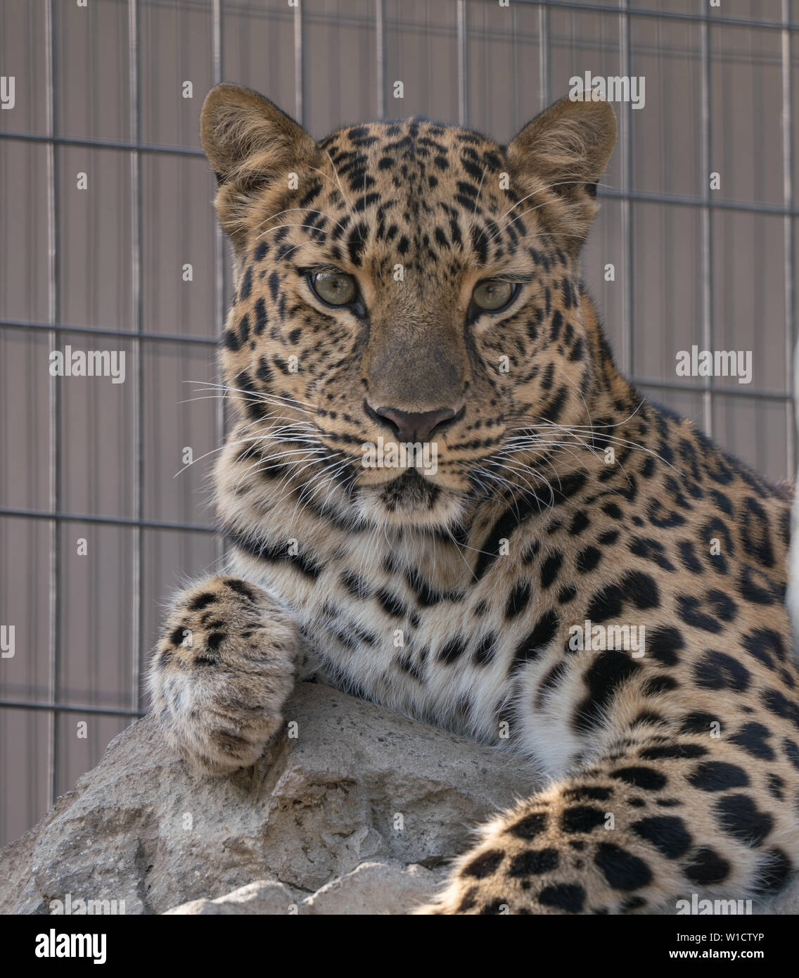 Eine königliche suchen Leopard Uhren gefährlich, ohne zu blinken. Stockfoto